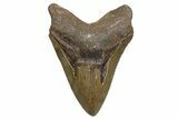 Serrated, Fossil Megalodon Tooth - North Carolina #345658-1